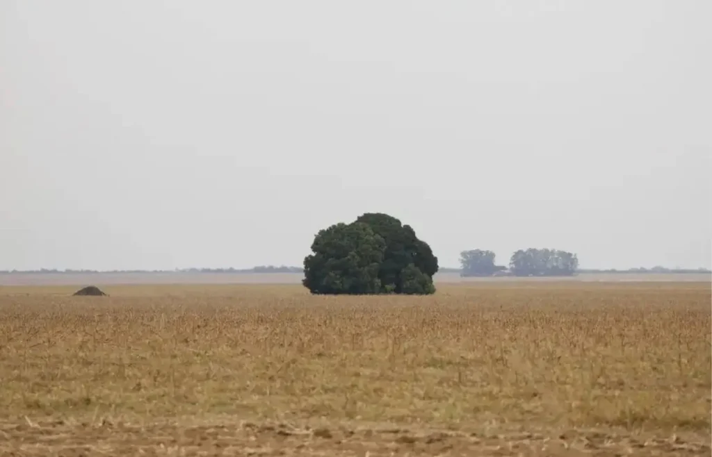 licenciamento-ambiental:-regiao-centro-oeste-soma-mais-de-3,3-mil-pedidos-em-analise