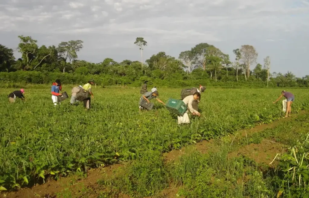 plano-safra-25/26:-pequenos-produtores-concentram-quase-60%-do-credito-na-amazonia