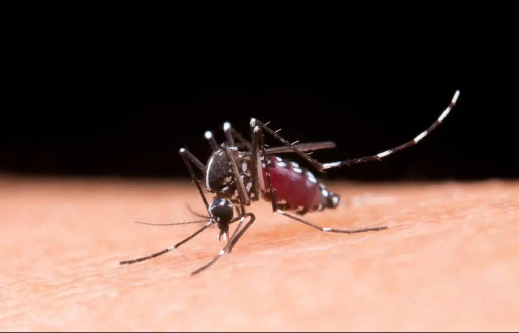 brasil-registra-1,66-milhao-de-casos-provaveis-de-dengue-em-2025
