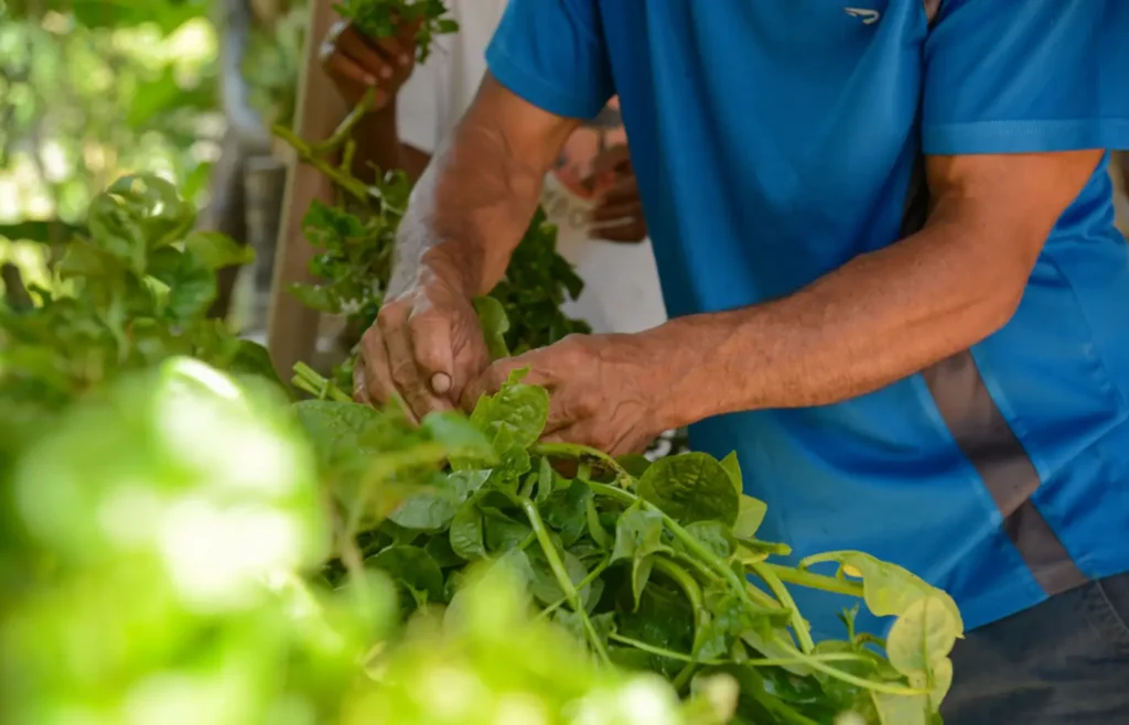 plataforma-gratuita-facilita-habilitacao-de-produtores-rurais-para-exportacao