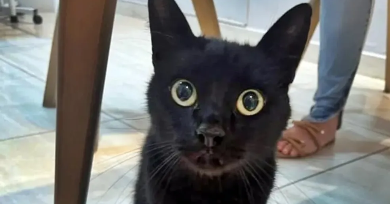 mega-da-virada-de-r$-1-bilhao:-gato-vidente-famoso-ja-revelou-numeros-para-apostar-no-sorteio