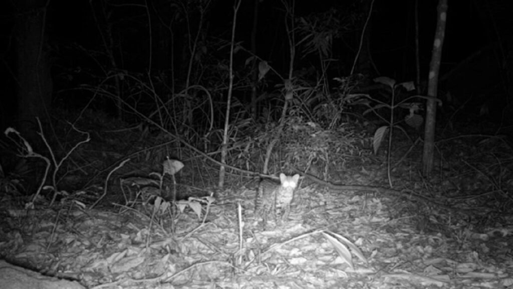 floresta-do-rio-revela-animais-sumidos-ha-quase-200-anos