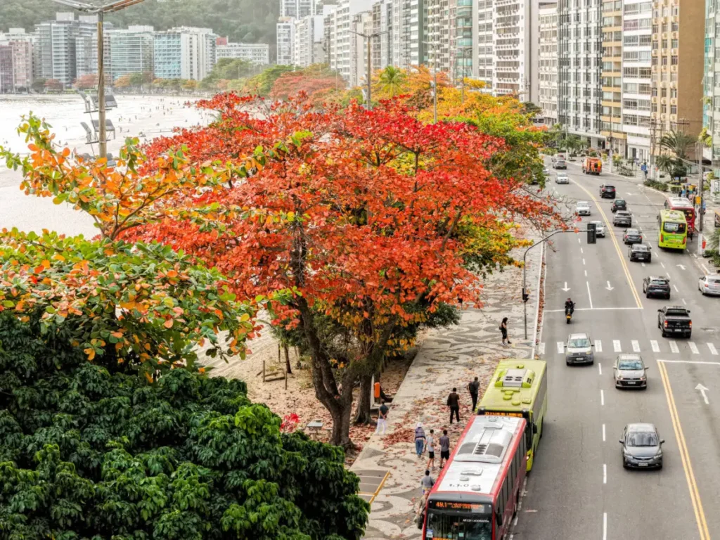 niteroi-e-premiada-pelo-quinto-ano-consecutivo-com-selo-internacional-de-arborizacao-urbana