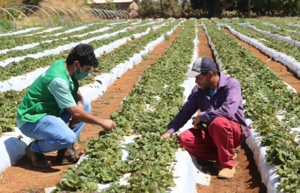 el-nino-em-2026:-impactos-na-agricultura-brasileira