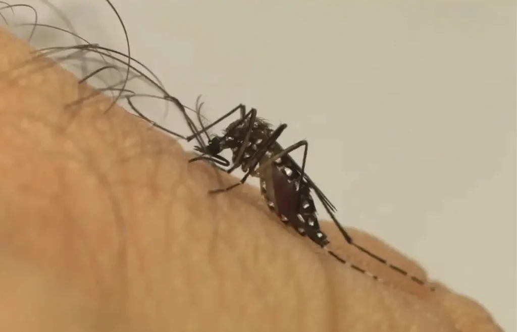 dengue-2026:-brasil-deve-registrar-1,8-milhao-de-casos,-com-pico-em-sp-e-mg