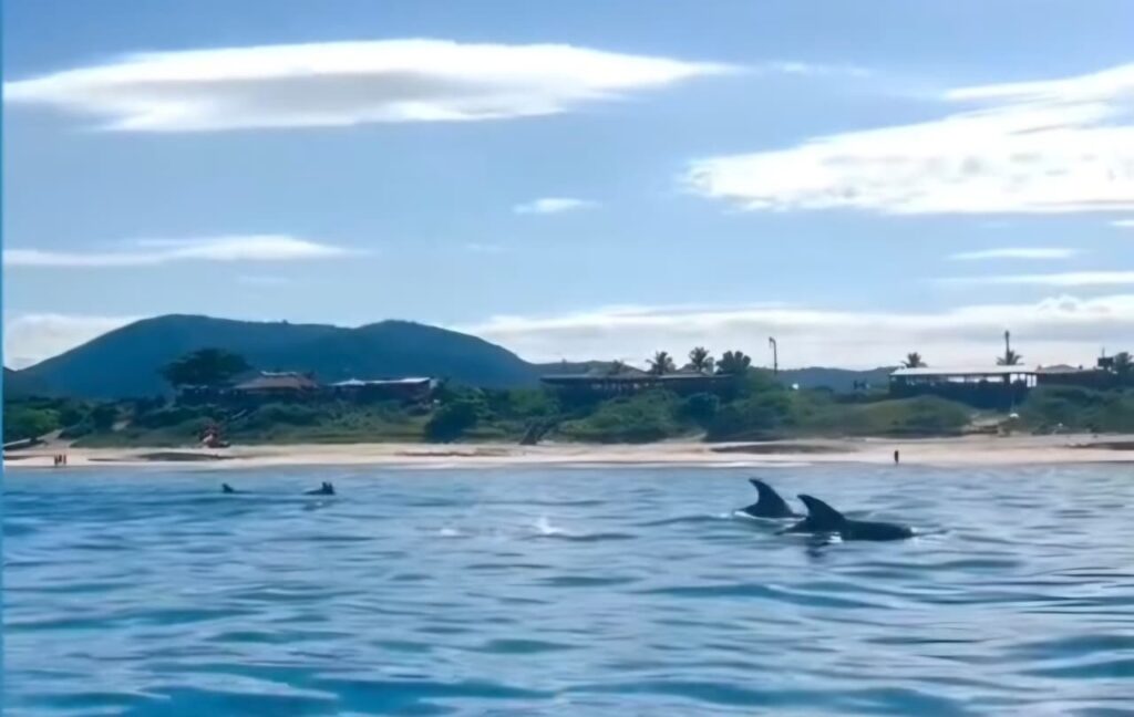 cerca-de-50-golfinhos-encantam-banhistas-e-remadores-em-niteroi