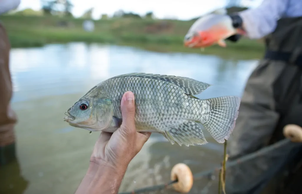 notas-fiscais-passam-a-comprovar-origem-de-peixes-e-frutos-do-mar