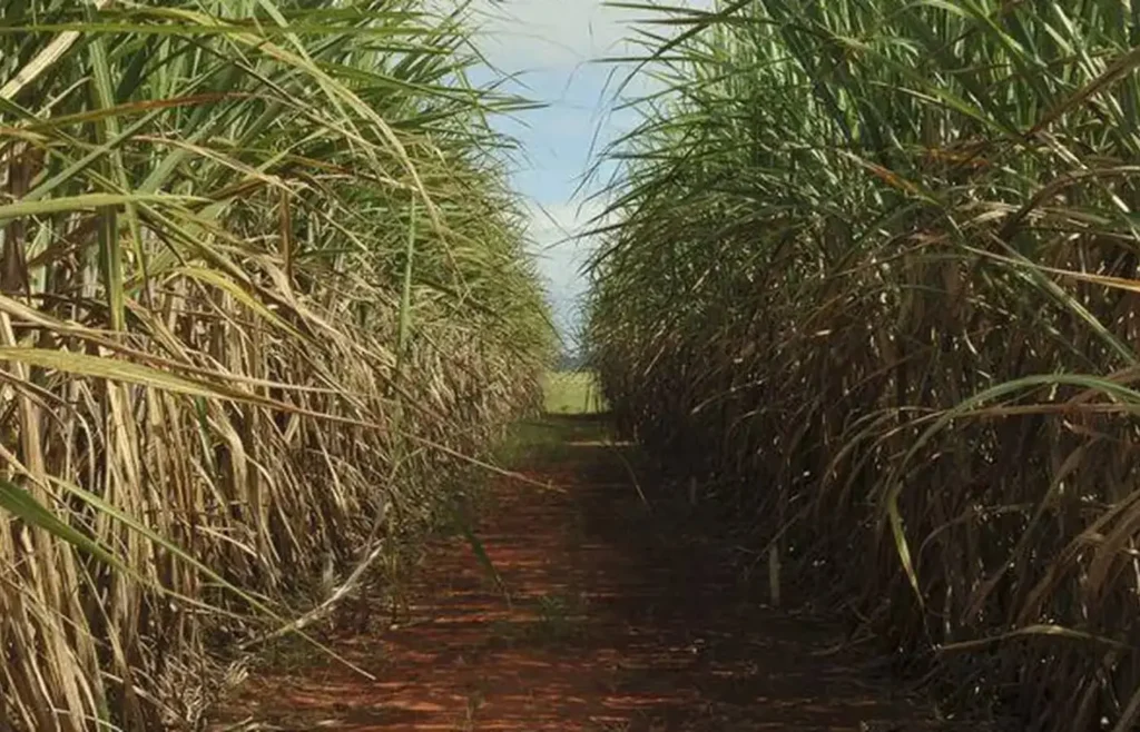 cana-de-acucar-ocupa-8,9-milhoes-de-hectares-no-centro-sul-e-reforca-lideranca-de-sao-paulo