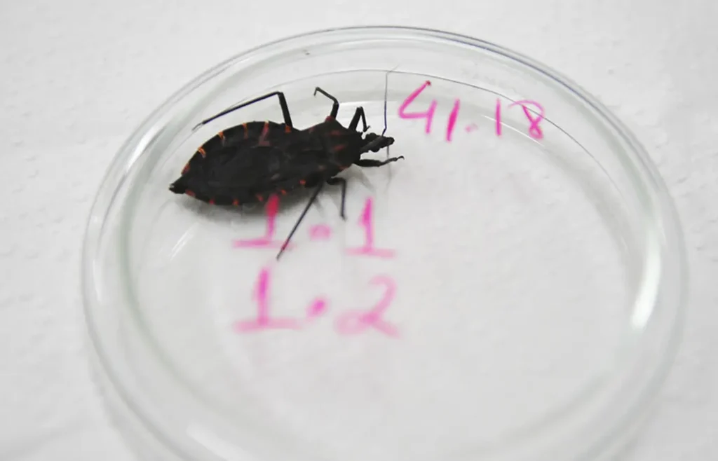 bahia-e-para-reforcam-acoes-contra-a-doenca-de-chagas-apos-aumento-de-casos